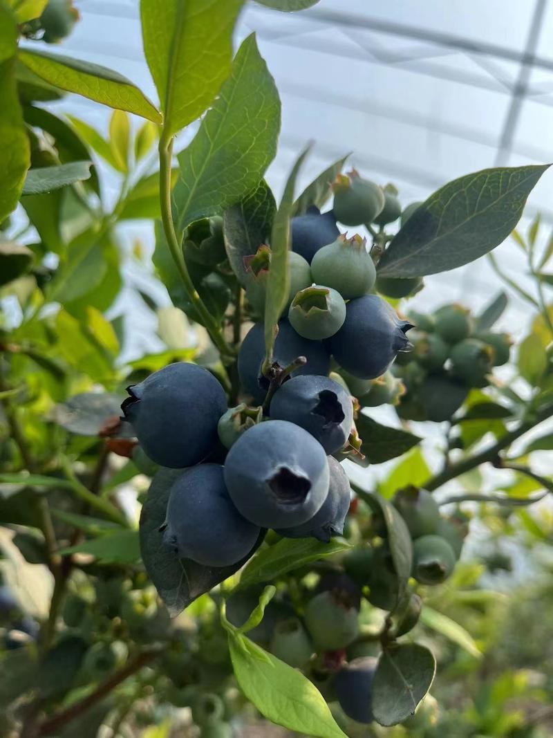山东精品奥尼尔蓝莓产地发货一手货源价格优惠欢迎咨询