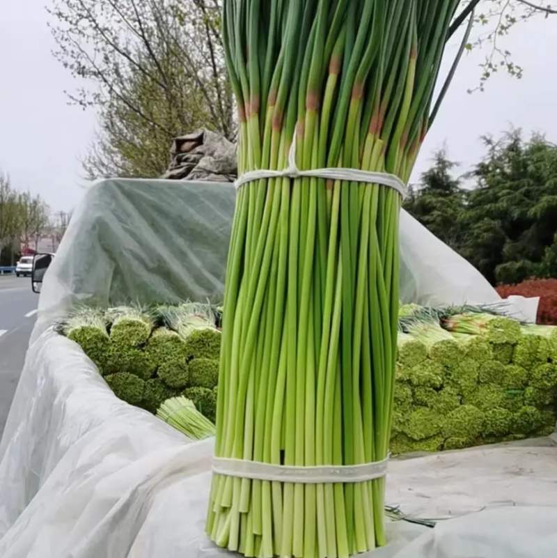 【精】商用蒜苔山东金乡红帽蒜苔产地直发量大质优