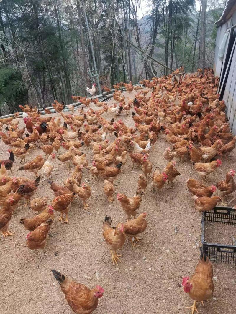 【公鸡】安徽山林放养质量保证农家养殖土公鸡欢迎订购