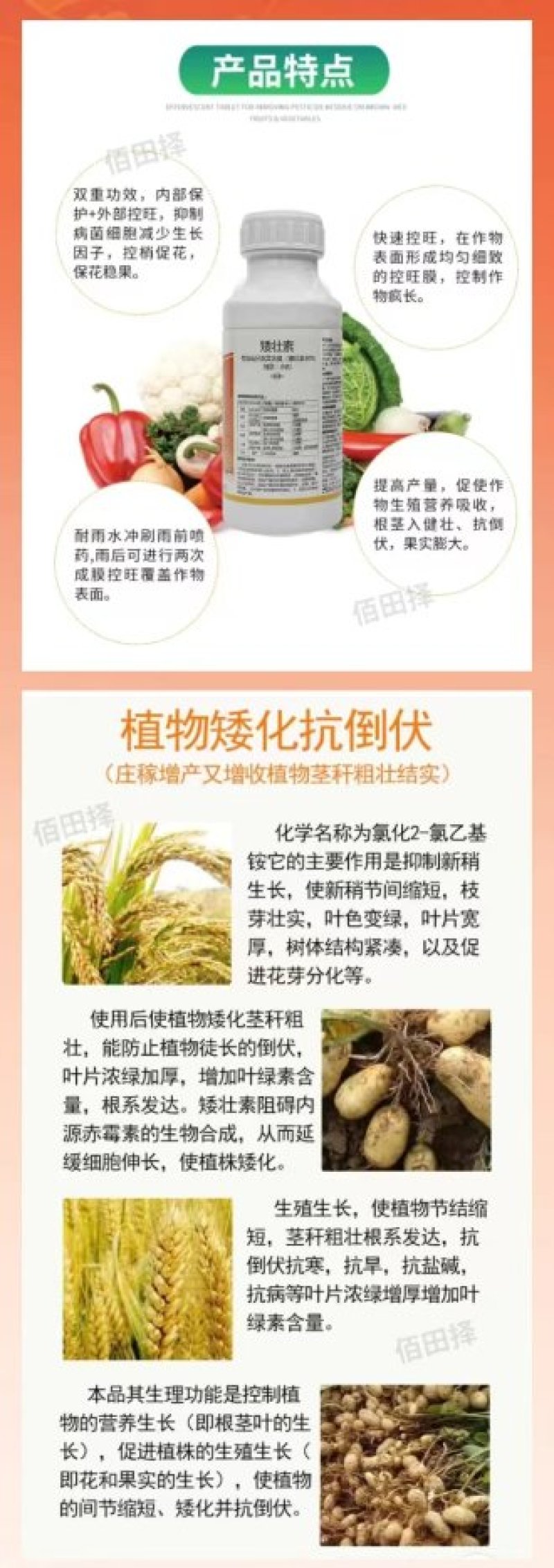 50%矮壮素水剂小麦花生大豆果树蔬菜通用控旺矮壮剂防徒长
