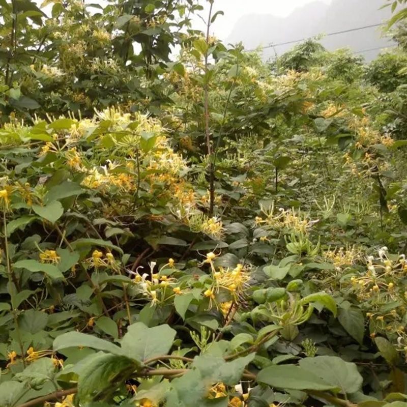 【野生】金银花广西优质凉茶特级晒干清香袋装银花茶批发