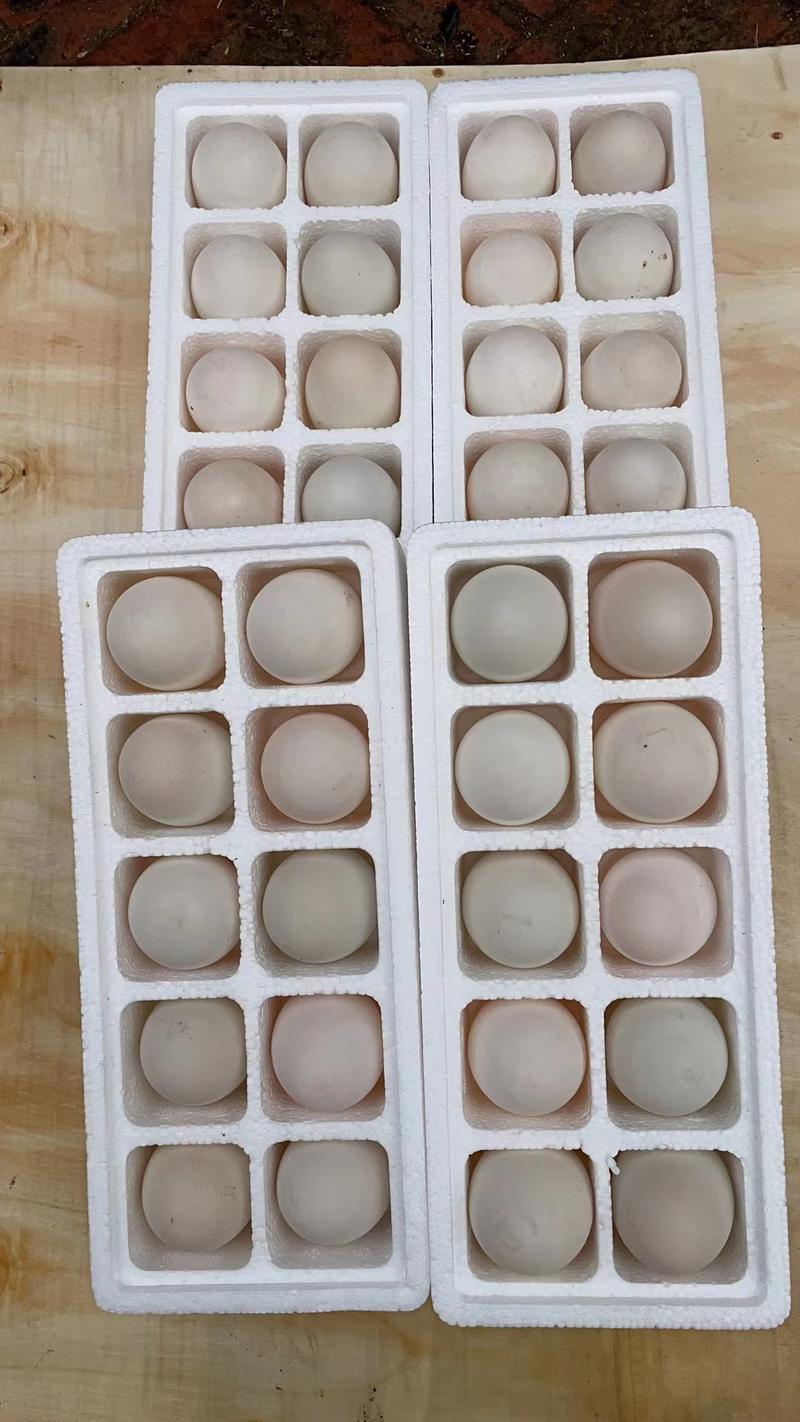盒装鹅蛋常年稳定供货可对接各种市场品质保证