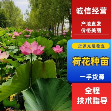 荷花精品荷花苗盆栽荷花野生荷花苗混精品荷花荷花种子