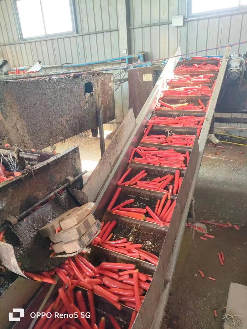 陕西秤杆红萝卜大量供应规格齐全对接全国市场