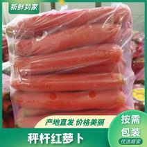 陕西秤杆红萝卜大量供应规格齐全对接全国市场