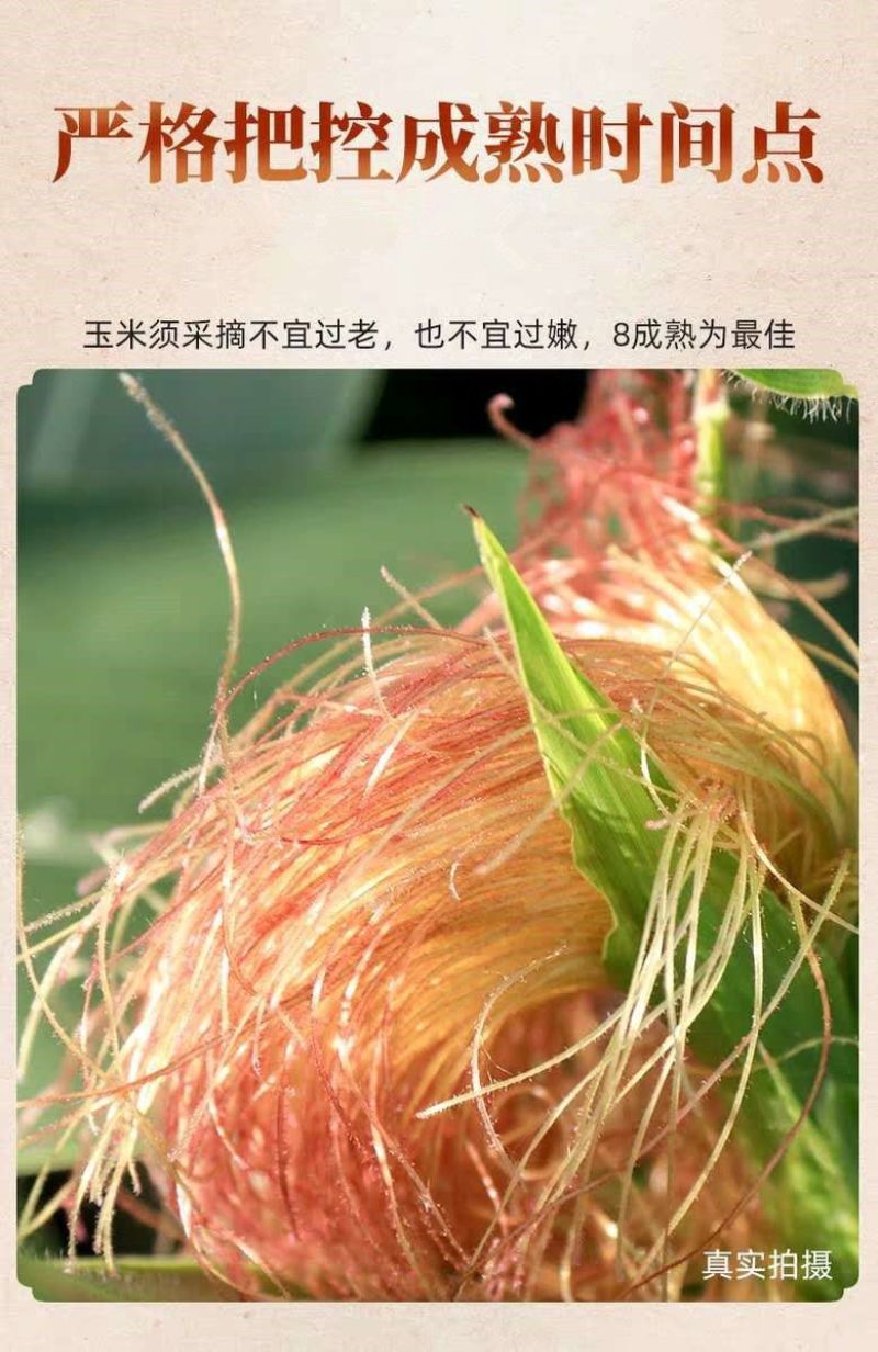 玉米须茶干无杂质泡水新鲜农家苞米茶农家手工挑选批发