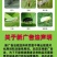 70%啶虫脒果树蔬菜蚜虫腻虫蓟马白粉虱杀虫剂花卉通用农药