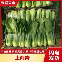 【精品】上海青油菜江苏淮安绿地农耕合作社基地直发全国