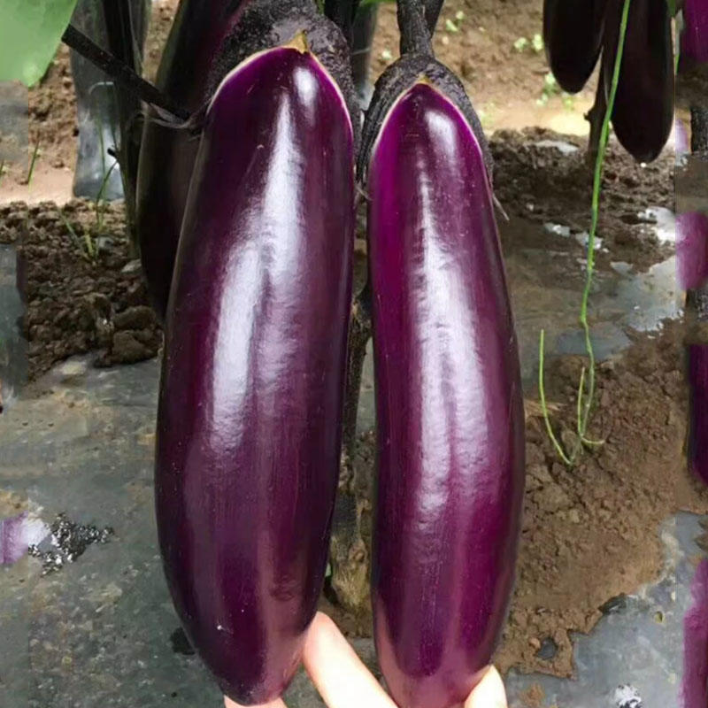 三季大丰长茄33种子中早熟紫黑长果茄子种孑抗病春夏秋季四