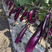 三季大丰长茄33种子中早熟紫黑长果茄子种孑抗病春夏秋季四