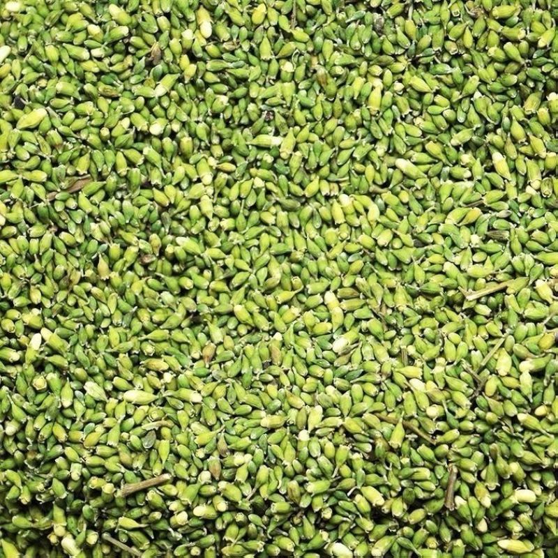 槐米农产品野生槐米槐米茶槐花茶熟的生槐米炒槐米