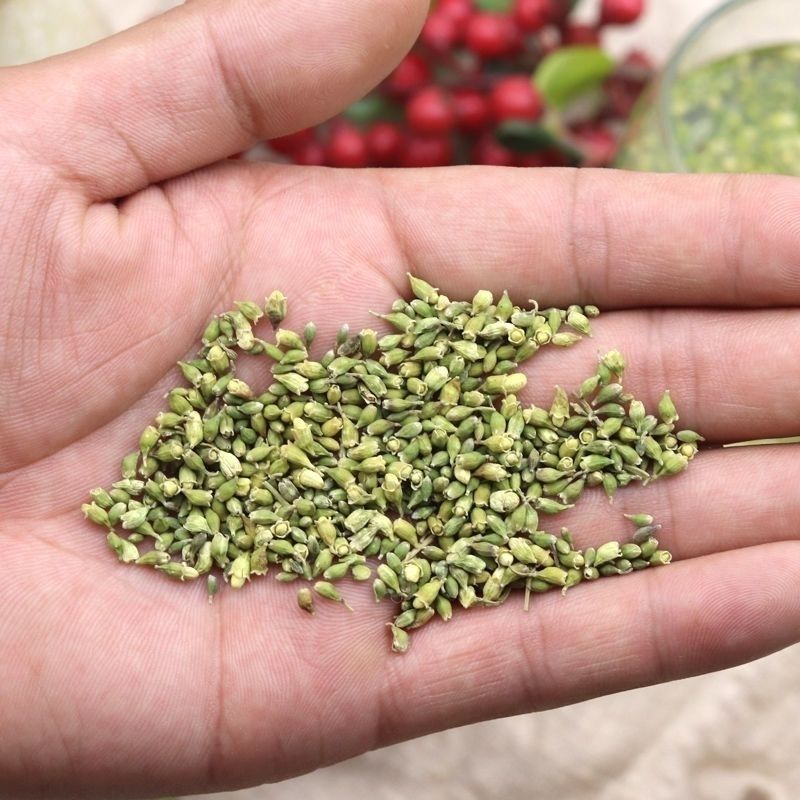 槐米农产品野生槐米槐米茶槐花茶熟的生槐米炒槐米