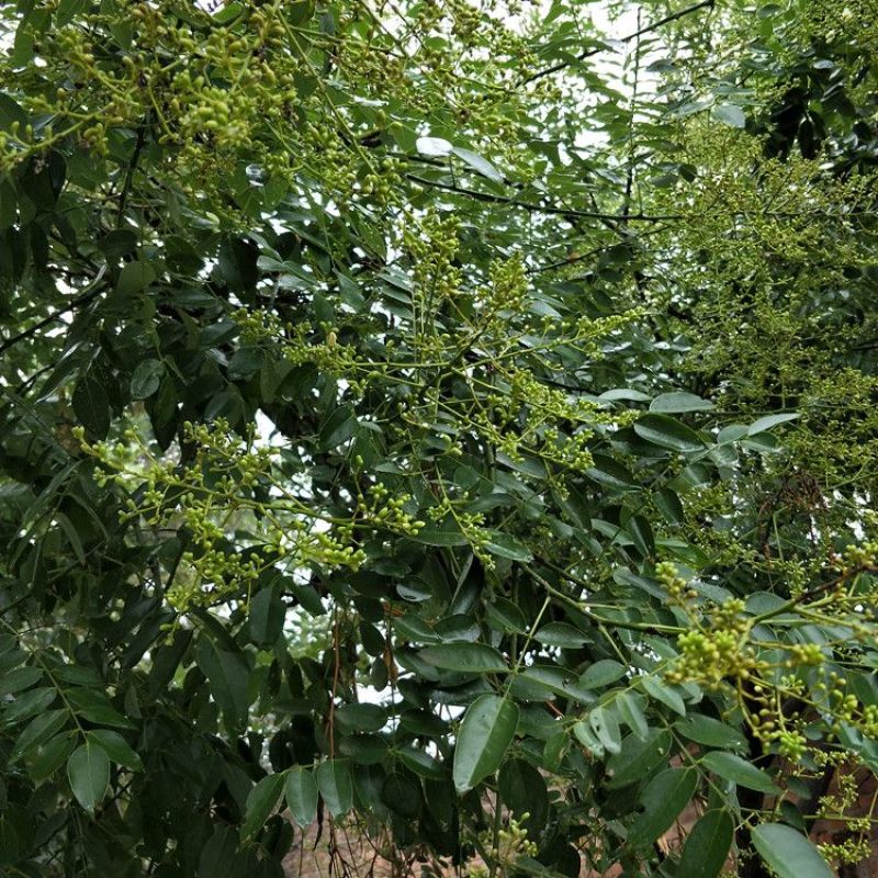 槐米国槐野生干槐花茶泡水炒熟槐米茶愧槐花米晒干生槐米籽槐