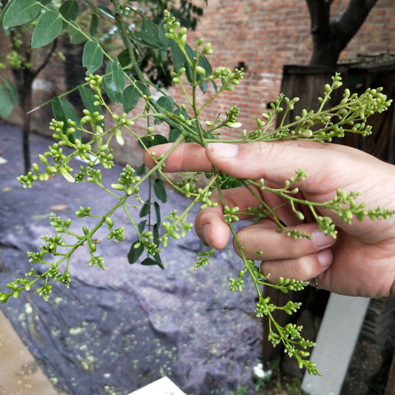 槐米国槐野生干槐花茶泡水炒熟槐米茶愧槐花米晒干生槐米籽槐