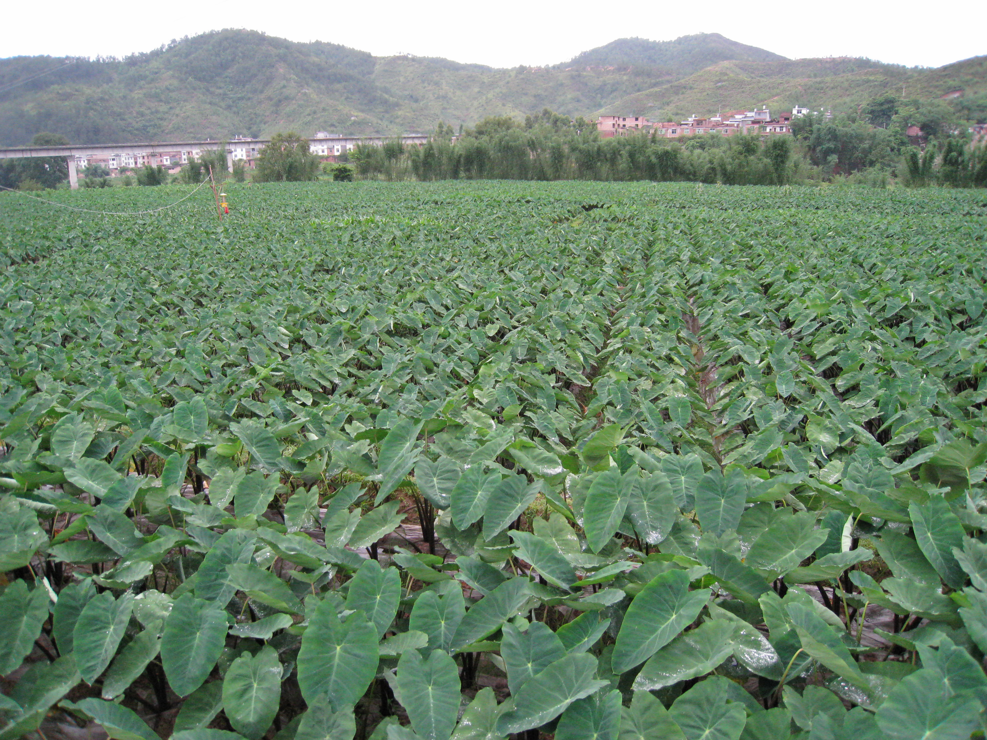 毛芋头花盛开在田间,紫色花瓣随风摇曳,背景为绿色田野 毛芋头花盛开在田间