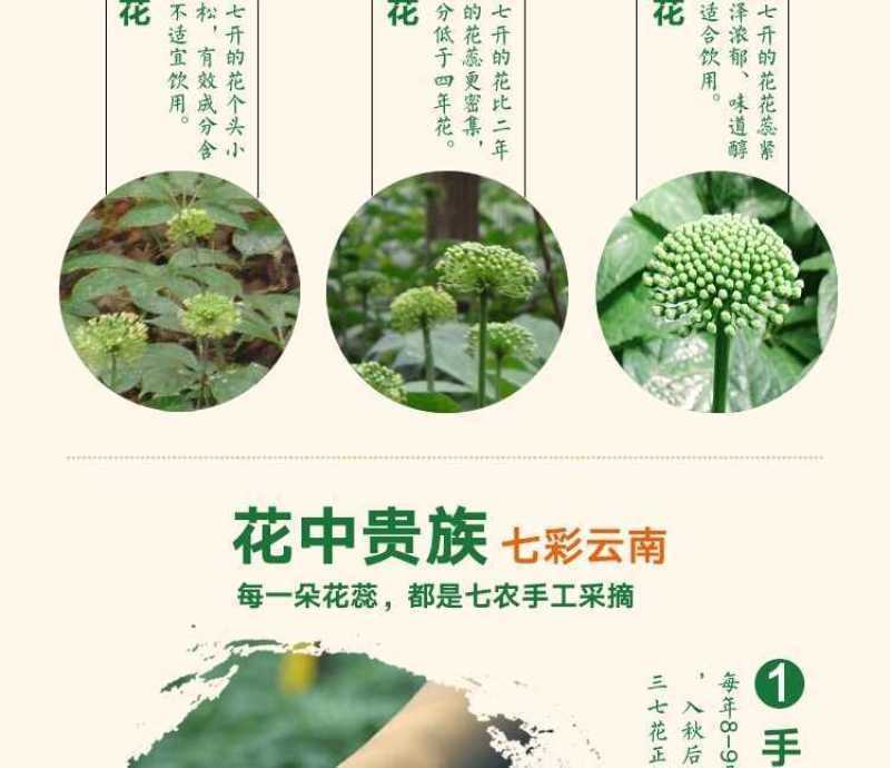 云南文山正宗三七花批发特产级四年田七干花泡