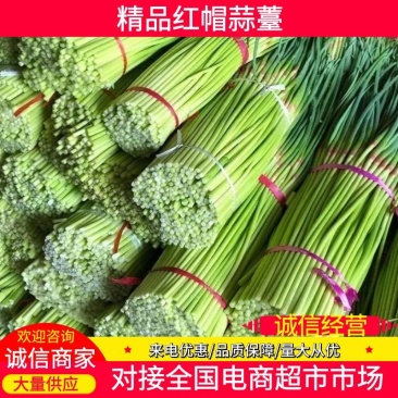 蒜苔/红帽蒜苔/周口蒜苔/淮阳蒜苔/河南蒜苔/全国发货