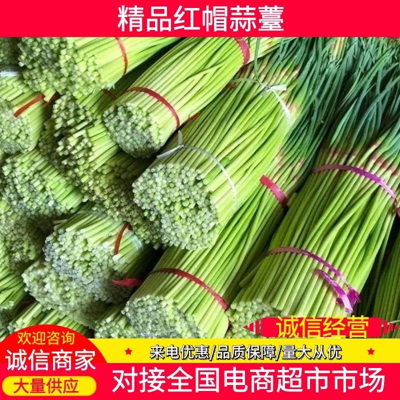 蒜苔/红帽蒜苔/周口蒜苔/淮阳蒜苔/河南蒜苔/全国发货