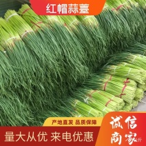 蒜苔/红帽蒜苔/周口蒜苔/淮阳蒜苔/河南蒜苔/全国发货