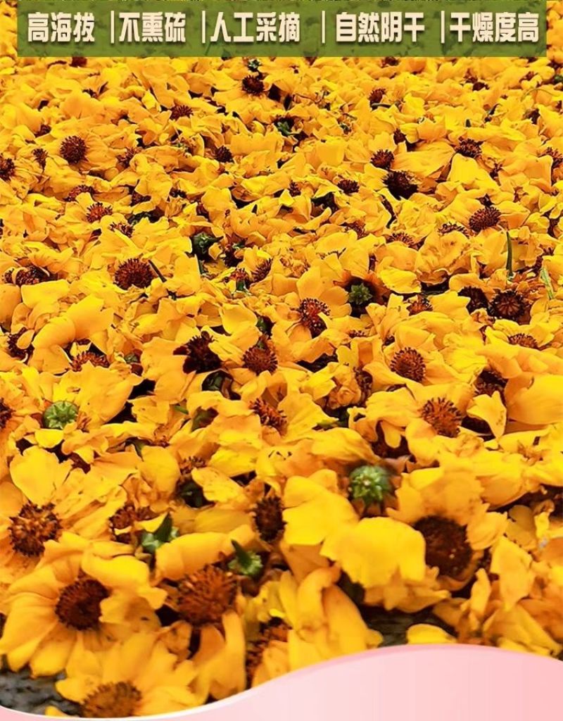 昆仑雪菊新疆昆仑雪菊花天山雪菊血菊