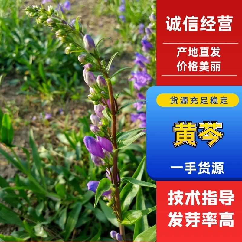 黄芩种子耐严寒耐高温抗菌性好一般土壤都能种植