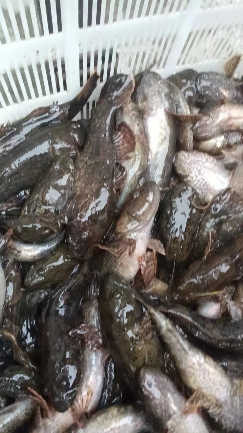 产地直销精品沙塘鳢鲜活价格优惠对接全国客商欢迎咨询