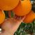 青见柑桔精品柑橘纯甜化渣实力供货现货速发量大