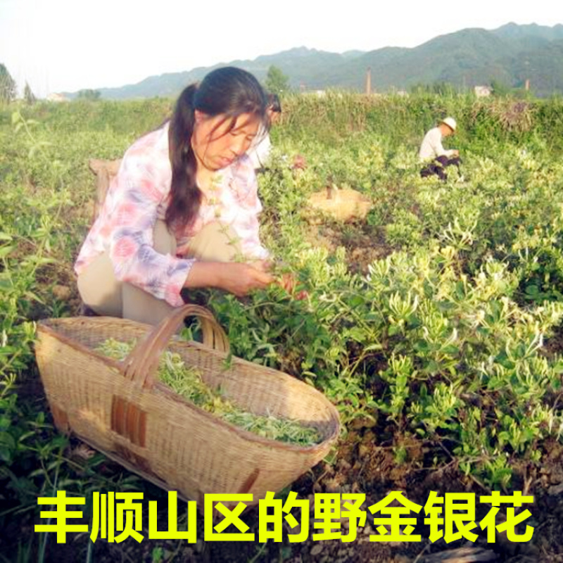 客家山银花野生金银花宝宝洗澡清金银花茶