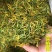 野生山银花无硫双花农家天然金银花茶泡水