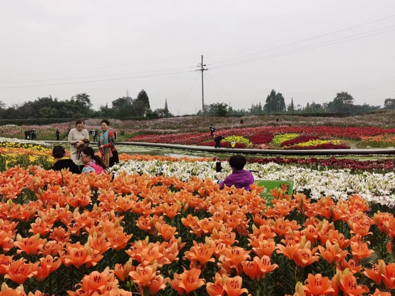 百合种球，百合花，耐寒花卉.质量保证.基地直销欢迎采购
