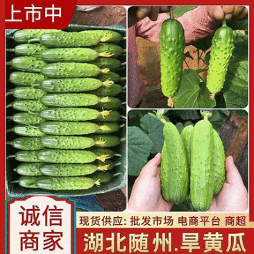 《湖北随州》旱黄瓜现货供应市场商超电商平台旱地黄瓜