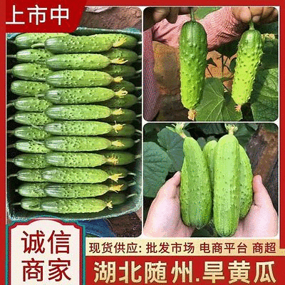 《湖北随州》旱黄瓜现货供应市场商超电商平台旱地黄瓜
