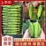 《湖北随州》旱黄瓜现货供应市场商超电商平台旱地黄瓜