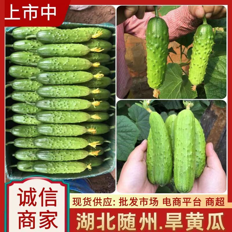 《湖北随州》旱黄瓜现货供应市场商超电商平台旱地黄瓜