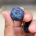 山东蓝莓精品蓝莓F6蓝莓商超电商社区团购一条龙服务