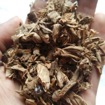 蒲黄生蒲黄蒲黄碳蒲黄可打粉蒲厘花粉蒲花中药材批