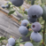 山东蓝莓精品蓝莓L5蓝莓商超电商社区团购一条龙服务