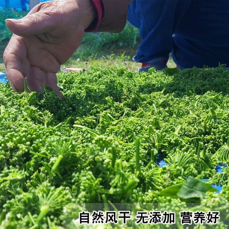 长白山人参花茶大花蕾新货人参花特级