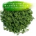人参花神草花长白山人参花8年参龄参花人参花泡茶批