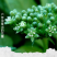人参花神草花长白山人参花8年参龄参花人参花泡茶批
