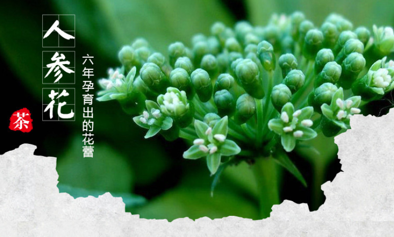 人参花神草花长白山人参花8年参龄参花人参花泡茶批