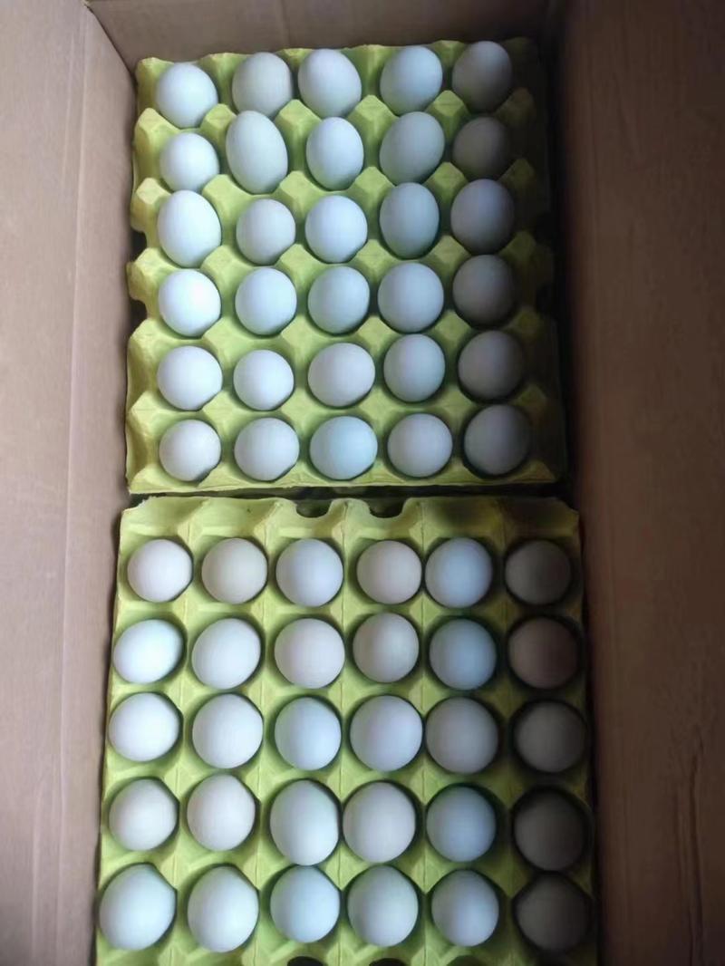 【绿壳鸡蛋】四川基地直发质量保证量大优惠欢迎订购