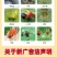 红蜘蛛杀虫剂杀螨剂专用药阿维螺螨酯柑橘果树花卉红白蜘蛛