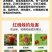 红蜘蛛杀虫剂杀螨剂专用药阿维螺螨酯柑橘果树花卉红白蜘蛛