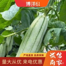 羊角蜜脆甜可口现摘发货对接电商社区团购产地代发