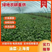 【精品】上海青油菜江苏基地直供质量有保障货源充足欢迎选购
