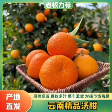 【热卖】云南沃柑精品沃柑云南柑桔产地大量有货一手货源