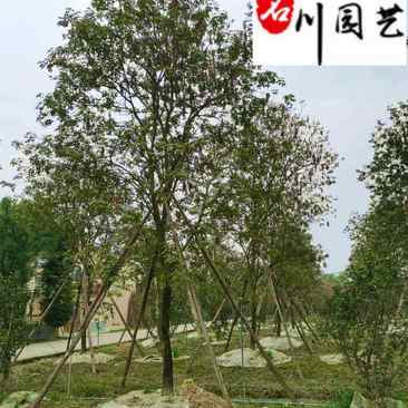 黄花风铃木8-20公分出售规格齐全园林工程绿化苗木