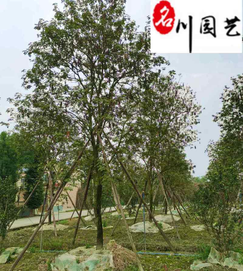 黄花风铃木8-20公分出售规格齐全园林工程绿化苗木