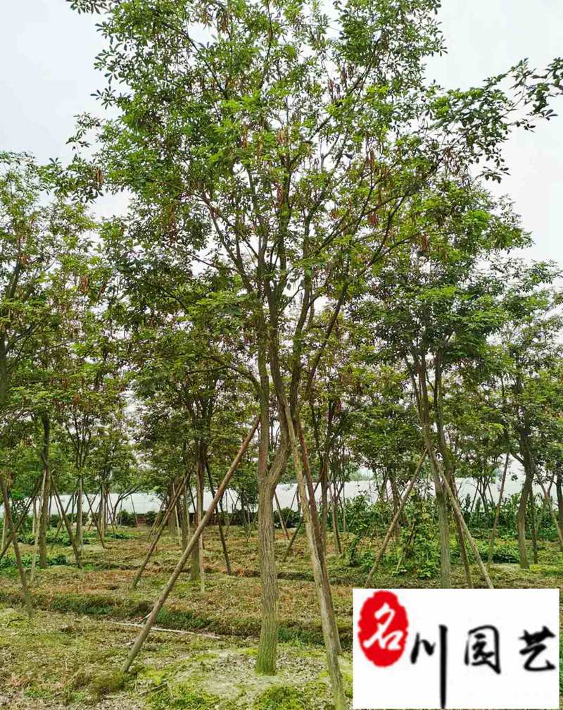 黄花风铃木8-20公分出售规格齐全园林工程绿化苗木